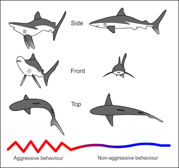 20120518-640px-Shark threat display.png